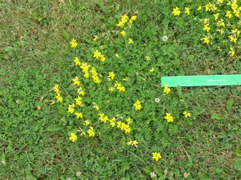 Lawn weeds with yellow flowers, such as dandelion ( taraxacum officinale ), yellow clover ( melilotus officinalis ) and oxalis ( oxalis stricta l.), are perhaps the most unwelcome because they stand out so strikingly against a green backdrop, especially on a sunny day. Tiny Yellow Flowers In Grass | Best Flower Site