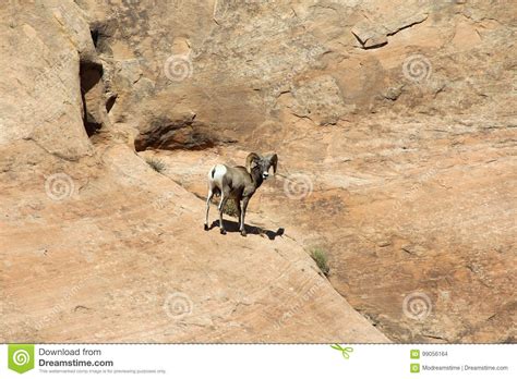 Big Horn Sheep Rock Climbing Stock Photo Image Of Male Brown 99056164