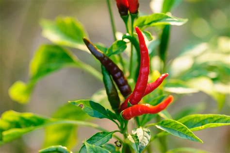 How To Start Thai Dragon Pepper Farming A Step By Step Growing Guide