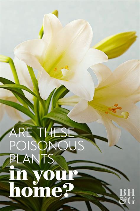 9 Common Houseplants You Might Not Know Are Poisonous Artofit