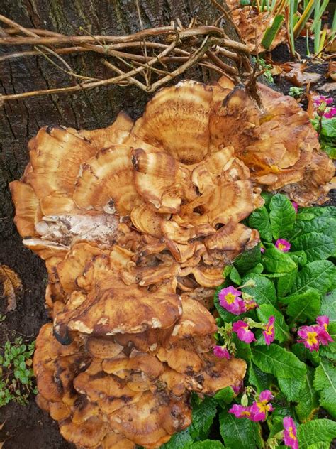 Fungus Id Tree Identification Pictures Arbtalk The Social Network
