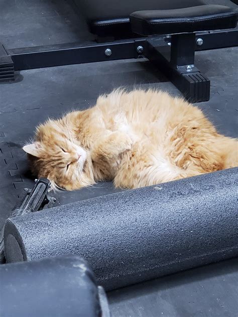 My Gym Mascot Rcats