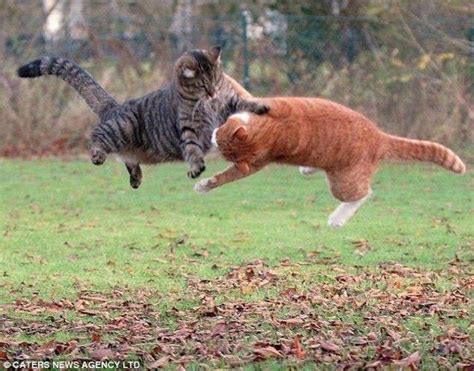 Latest Funny Pictures Funny Cats Fighting Pictures