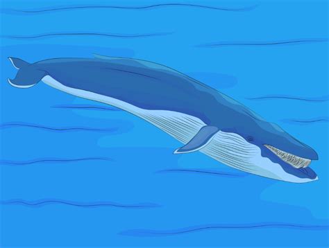 Blue Whale In The Water Free Stock Illustrations Creazilla