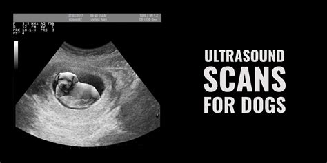 What Does A Dog Ultrasound Cost