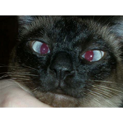 Siamese Cat Eye Problems 2016 Siamese Cats