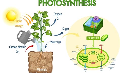 Diagram Showing Process Of Photosynthesis In Plant 2305469 Vector Art