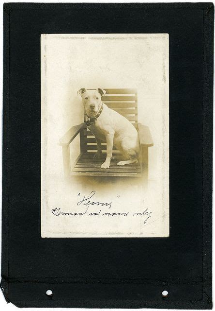 Old Photos With Dogs Vintage Dog Photos With Dog Old Dogs