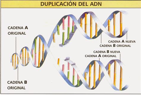 BiologÍa Celular Y Molecular Iv4 Replicación Del Adn