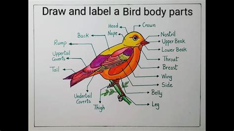 45 bird and label its parts