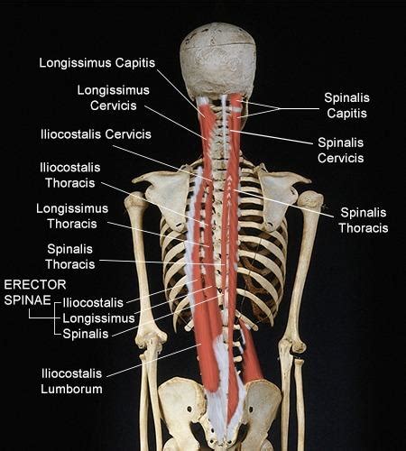 Includes obj and fbx for maximum compatibility. Function and Anatomy of Erector Spinae Muscles (With a Diagram)