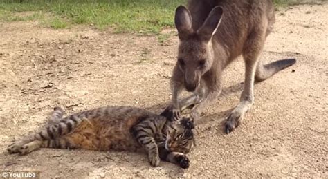 Adorable video shows pet kangaroo called 'Hop' scratching ...