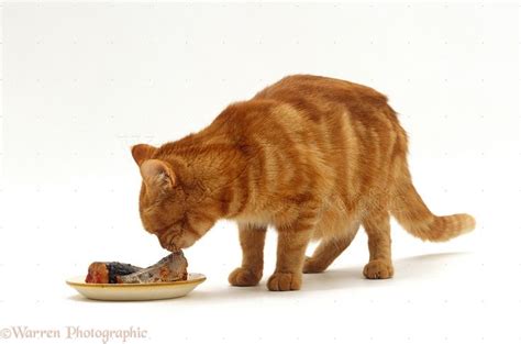 Can Cats Eat Oatmeal and What Are The Benefits for Cats ...