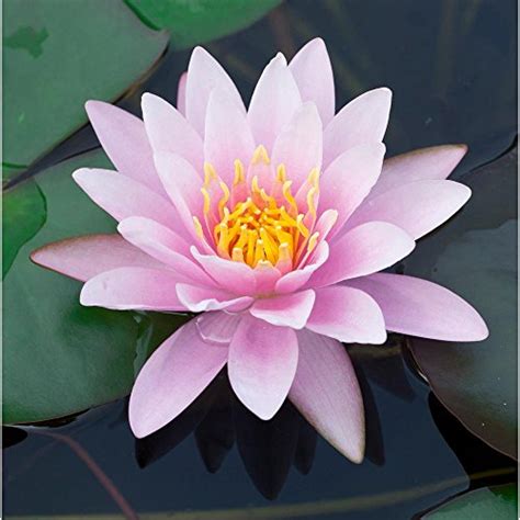 Live Aquatic Hardy Water Lily Pre Grown Pre Rooted Hardy Water Lily
