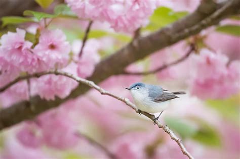 animal, bird, nature, bluebird, flower, cherry blossom, pink ...