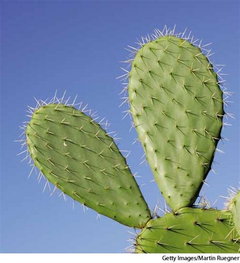 All have flat, fleshy pads that look like large leaves. American Heritage Dictionary Entry: nopal