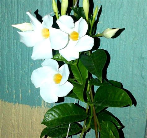 1 el otro candidato era méxico, pero al ser elegido para organizar el mundial de 1970 dos años antes, retiró su candidatura. copa de Oro blanca | Flores, Arreglos florales, Plantas