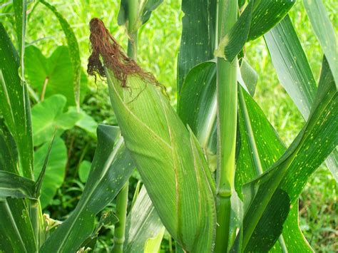 Jagung adalah salah satu makanan pokok paling populer selain beras dan kentang. CARA MENANAM DAN BUDIDAYA JAGUNG MANIS | Pertanian