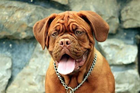 Top 7 Dog Breeds With Big Heads With Pictures Thepetfaq