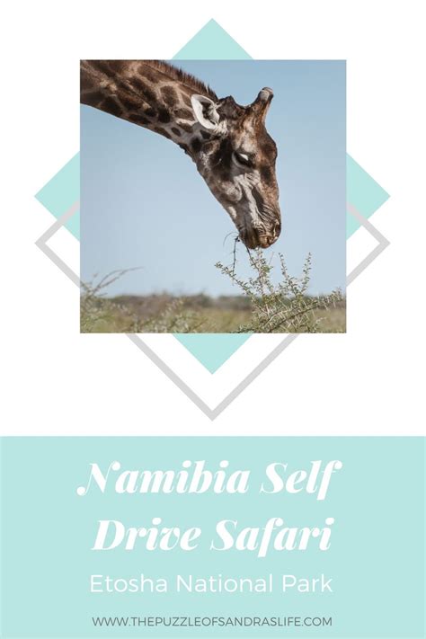 This Ultimate Guide To A Self Drive Namibia Safari In Etosha National Park Includes Everything