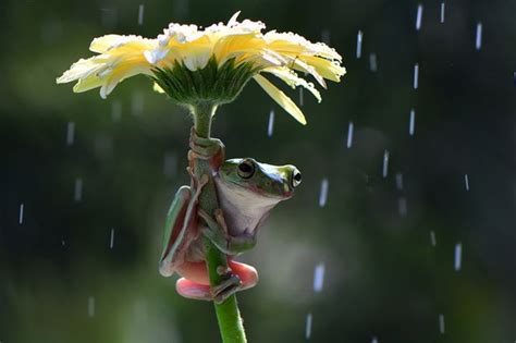 These Quick Thinking Frogs Sought Shelter From The Rain By Using
