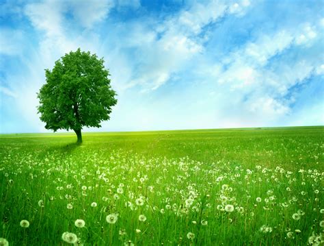 Free Photo Green Nature Green Landscape Nature Free Download
