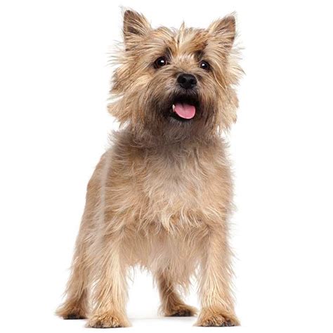 Terrier Dog Breeds Types Of Terriers Breed Info And Pictures