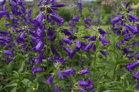14 Types Of Bellflowers For Your Garden And Home Campanula Flowers