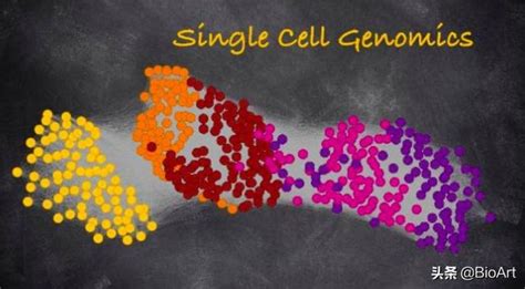 基因型到表型特刊 單細胞基因組學助力人類細胞表型的研究 每日頭條