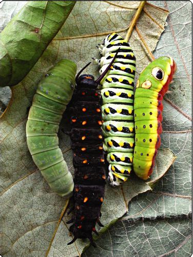 The Caterpillars Are All Lined Up Together On The Green And Brown Leaves