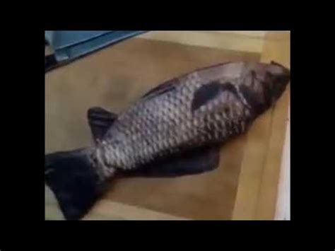 14 resep roti isi abon ikan ala rumahan yang mudah dan enak dari komunitas memasak terbesar dunia! MENGELUARKAN ISI PERUT IKAN - YouTube