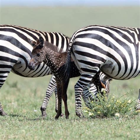 Photographer Spots Rare Polka Dotted Zebra Baby Zebra Zebras Unique
