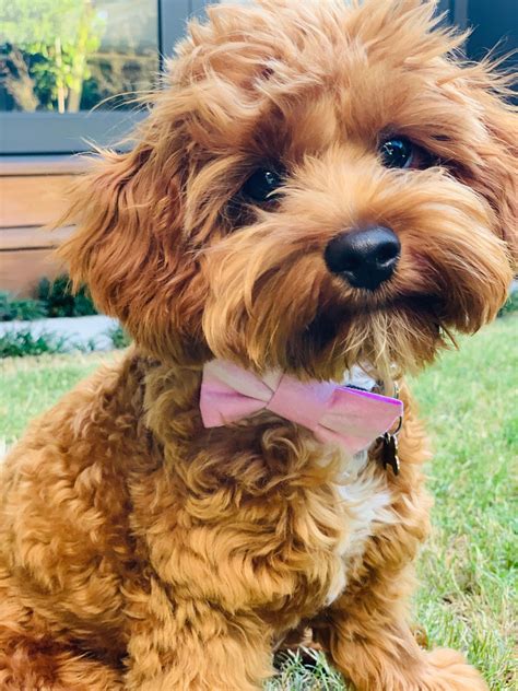 Pawfect Puppies | Pawfect Puppies | Cavoodle puppies for sale