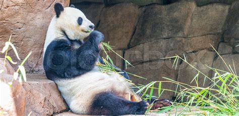 Panda Eating Grass Stock Image Colourbox