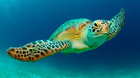 Why Are Green Sea Turtles Important