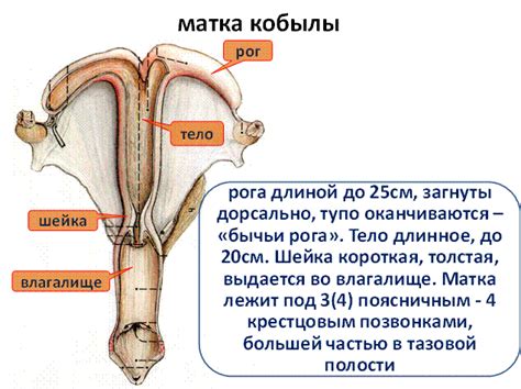 Вопрос 1 Половые органы самок Organa Genitalia Feminina — Студопедия