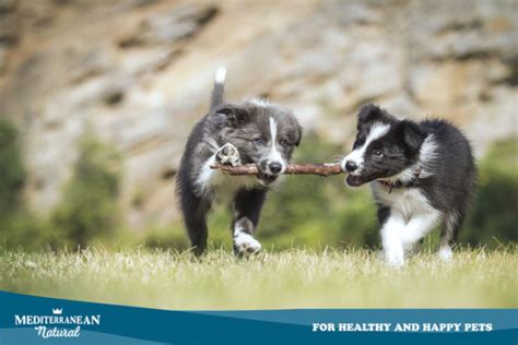 Mediterranean Natural Por Qu Debes Dejar A Tu Perro Olfatear Y Su