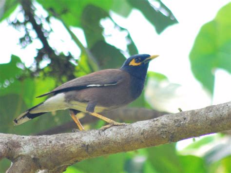 Common Birds Of Kerala By Fidanza On Deviantart