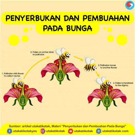 Apa Perbedaan Penyerbukan Dan Pembuahan Pada Tumbuhan Agro Blog