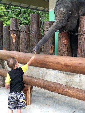 Day trip to kuala gandah elephant sanctuary, includes visit to batu caves. Kuala Gandah Elephant Sanctuary (Pahang) - 2019 What to ...
