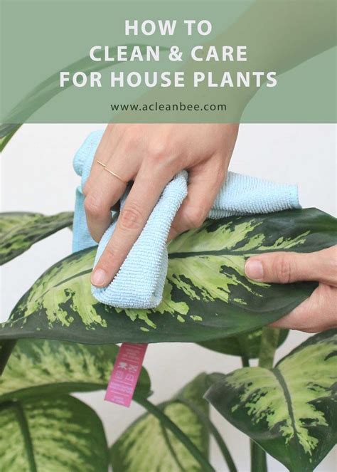 How To Clean Houseplants 4 Easy Methods House Cleaning Tips House