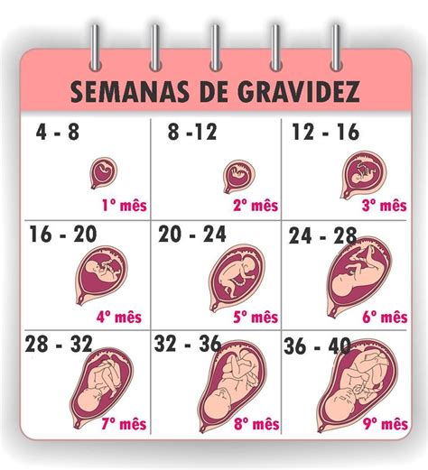 Tabela De Gravidez Por Semana Gravidezimg