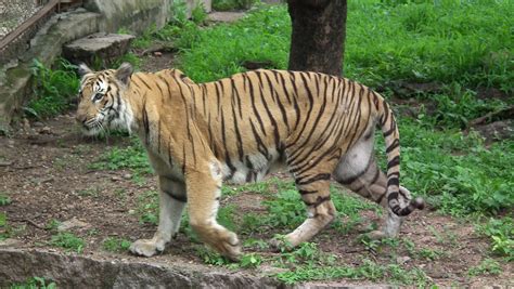 Filebengal Tiger From Hyderabad Nehru Zoo 4247 Wikimedia Commons