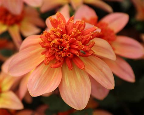 Dahlia Anemone Flowered Group Gardensonline