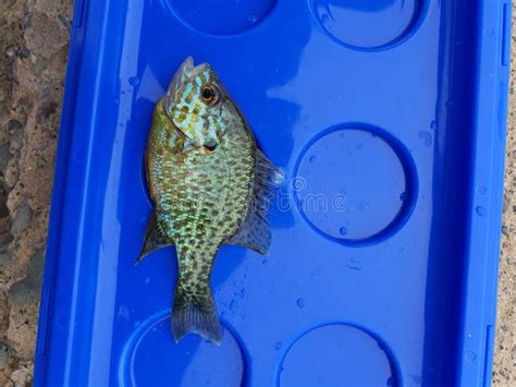 The Pumpkinseed Lepomis Gibbosus Is A North American Freshwater Fish Of