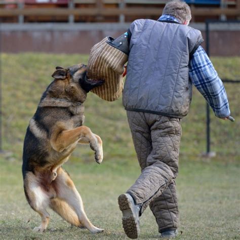 Competition Dogs Versus Protection Dogs Dog Trainer College