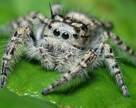 Entertaining Vlogs Top 8 Creepiest Spiders