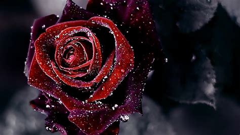Red Rose Black Background Hd Jack Frost