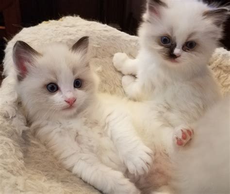 Ragdoll Cats For Sale Los Angeles Ca 297096 Petzlover