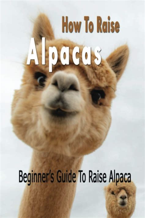 How To Raise Alpacas Beginners Guide To Raise Alpacas T Ideas For